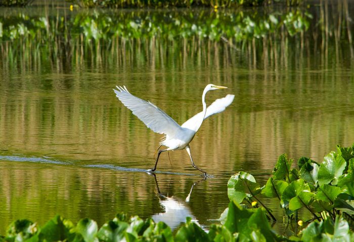 Meredosia National Wildlife Refuge