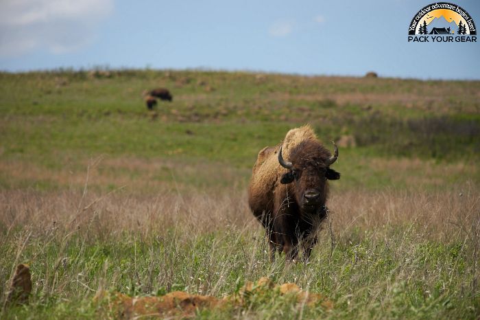 Midewin National Tallgrass Prairie