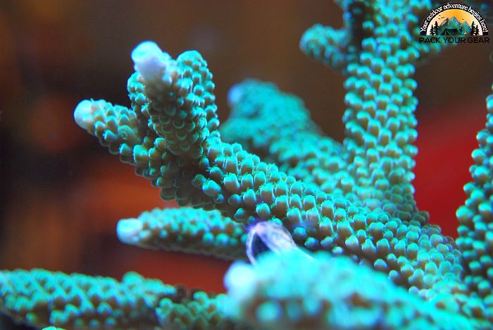 Northwestern Hawaiian Islands Coral Reef Ecosystem Reserve